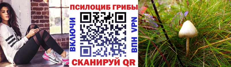 Купить где  Калязин  Псилоцибиновые грибы Magic Shrooms 